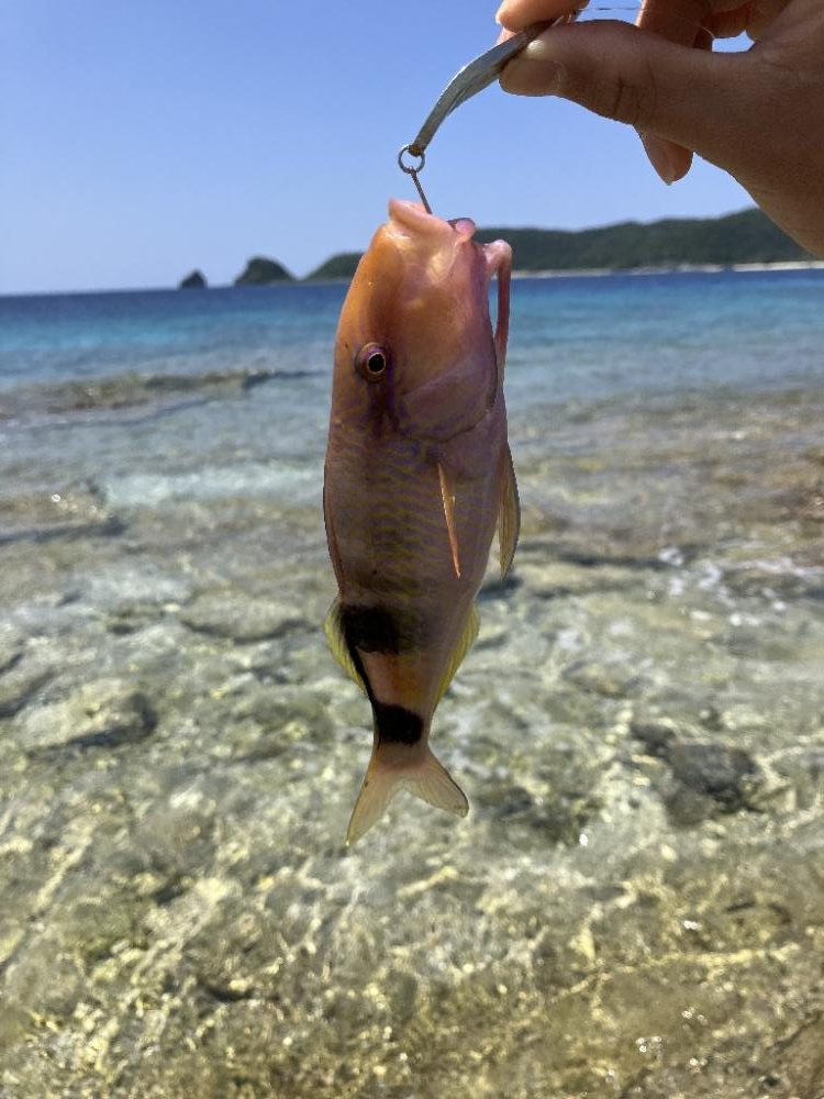 沖縄で釣り！