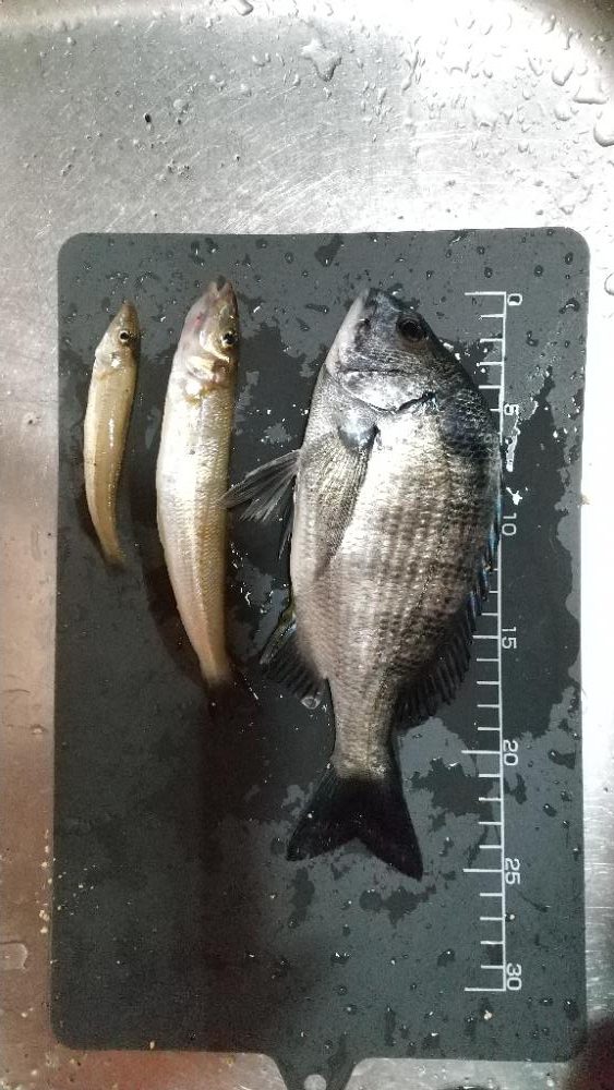 キス釣り~強風下