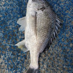 久しぶりのフカセ！