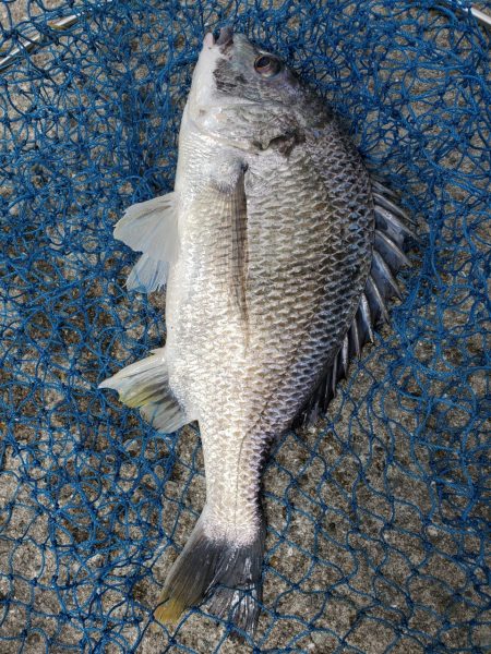 久しぶりのフカセ！