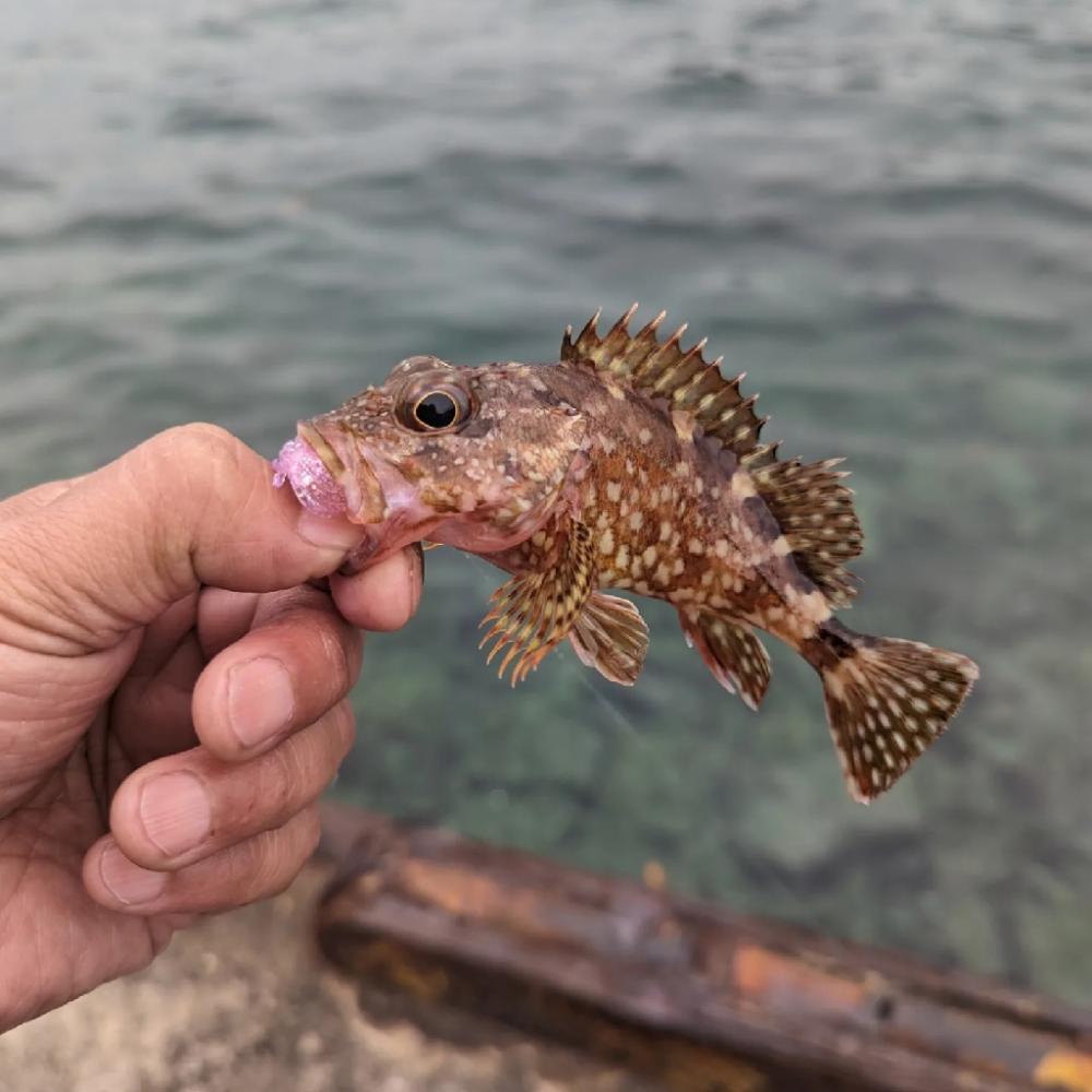 陸っぱり釣行記