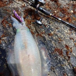 エギングガイドIN対馬