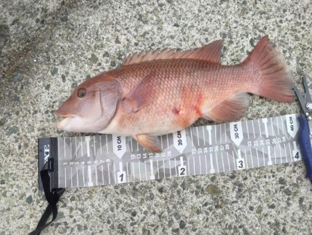 暴風＆荒波釣行、悪戦苦闘…