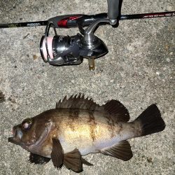 久しぶりのメバリング