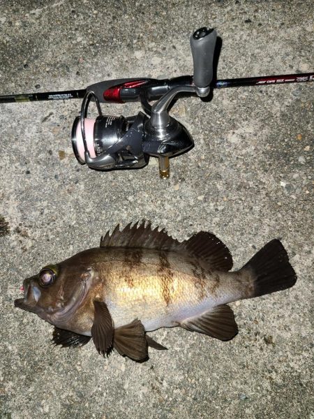 久しぶりのメバリング