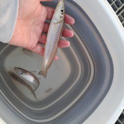 キス釣りスタート