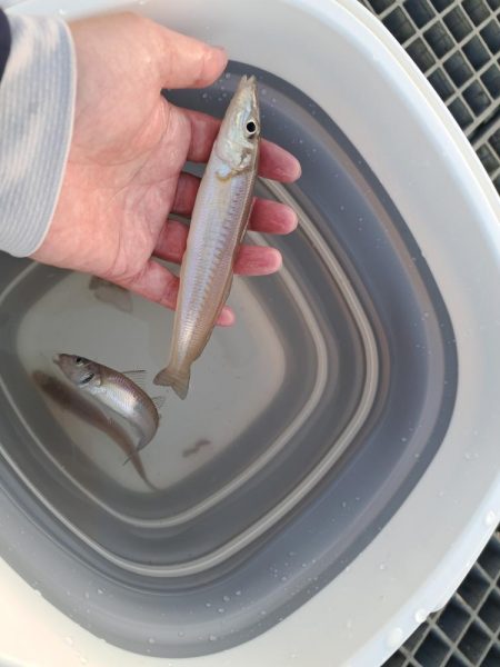 キス釣りスタート