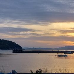 良型のグレが釣れました
