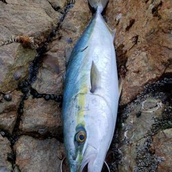 久しぶりの鰤属でした