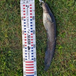 ブラックバス狙いだったけど、、