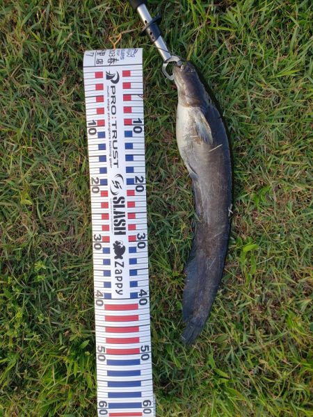 ブラックバス狙いだったけど、、