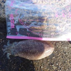 久しぶりに釣れた