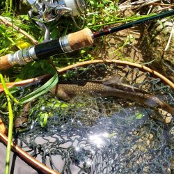 イワナのみでした