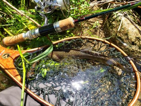 イワナのみでした