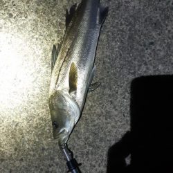 シーバスとチヌ。