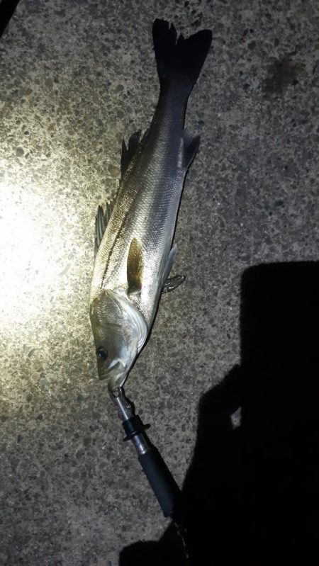 シーバスとチヌ。