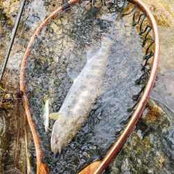 こんなとこに居る?