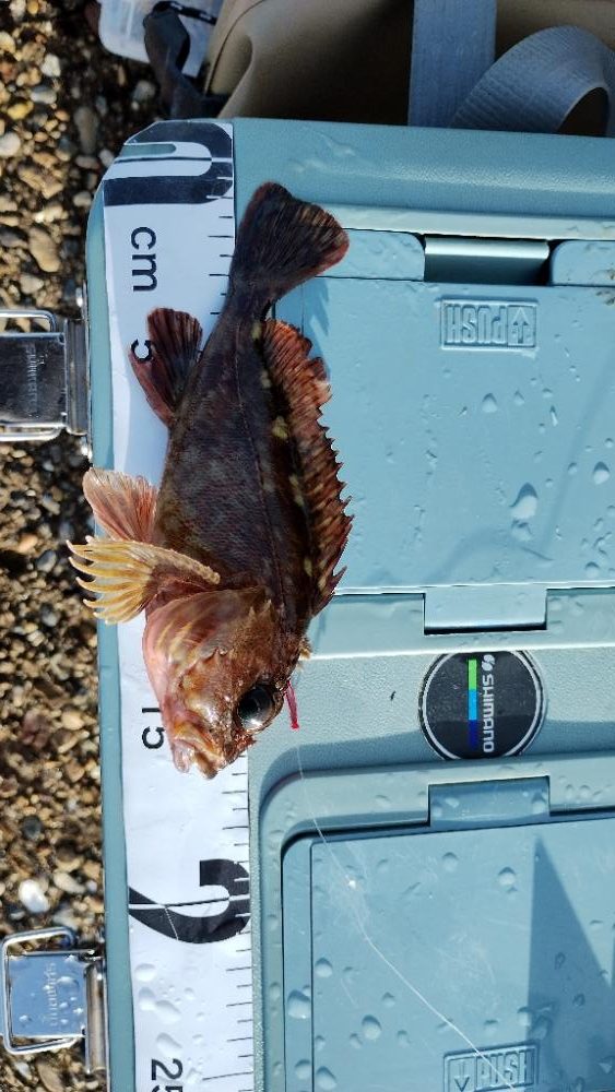 ショアジギングのち穴釣り