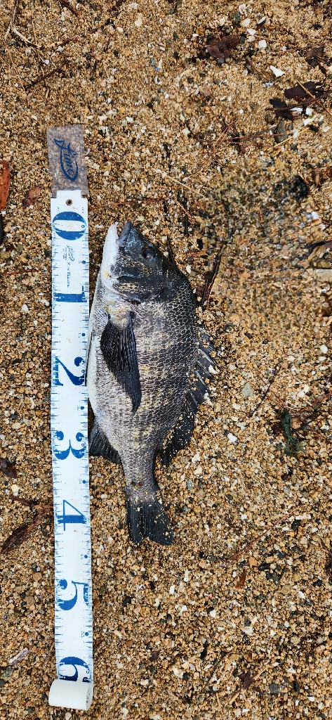 ご無沙汰ちぬぅー