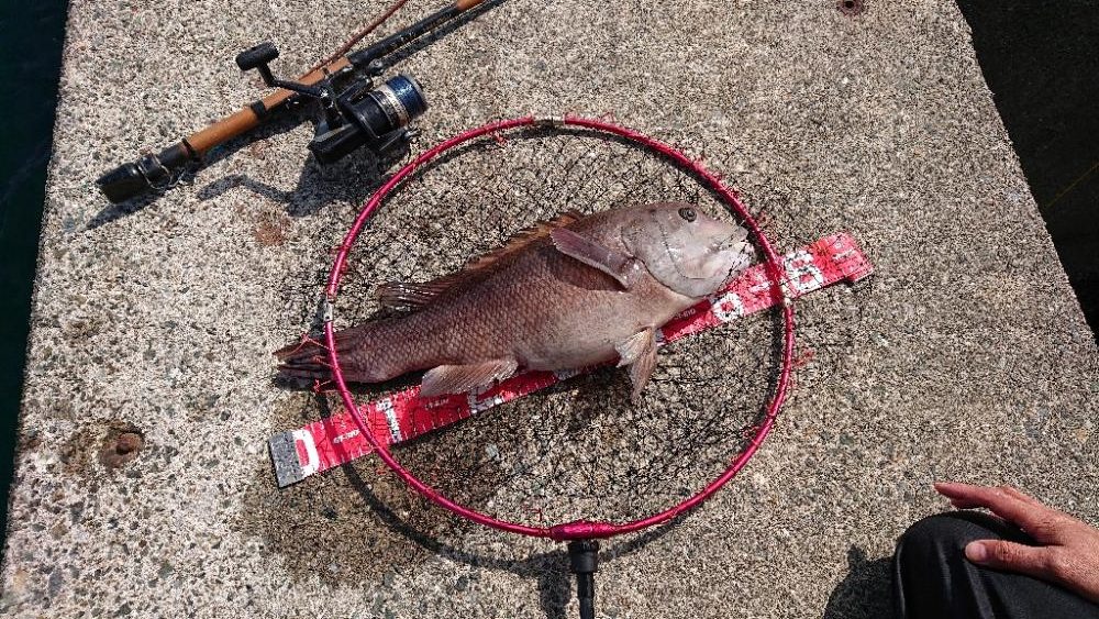 コフダイ釣りルーム