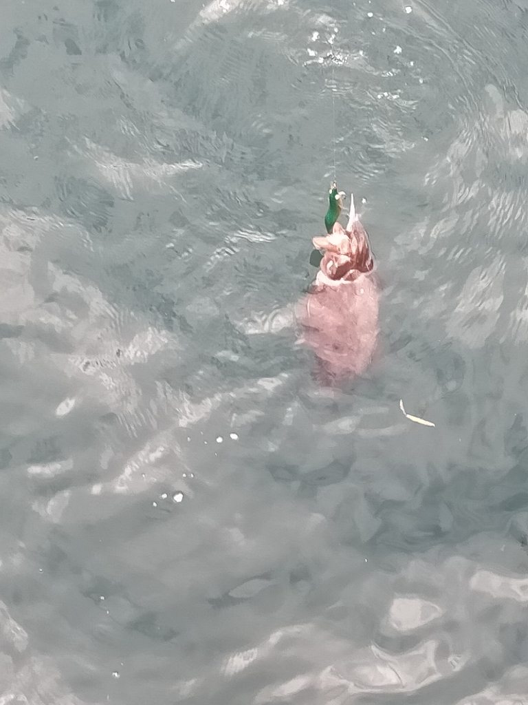 短時間コウイカ