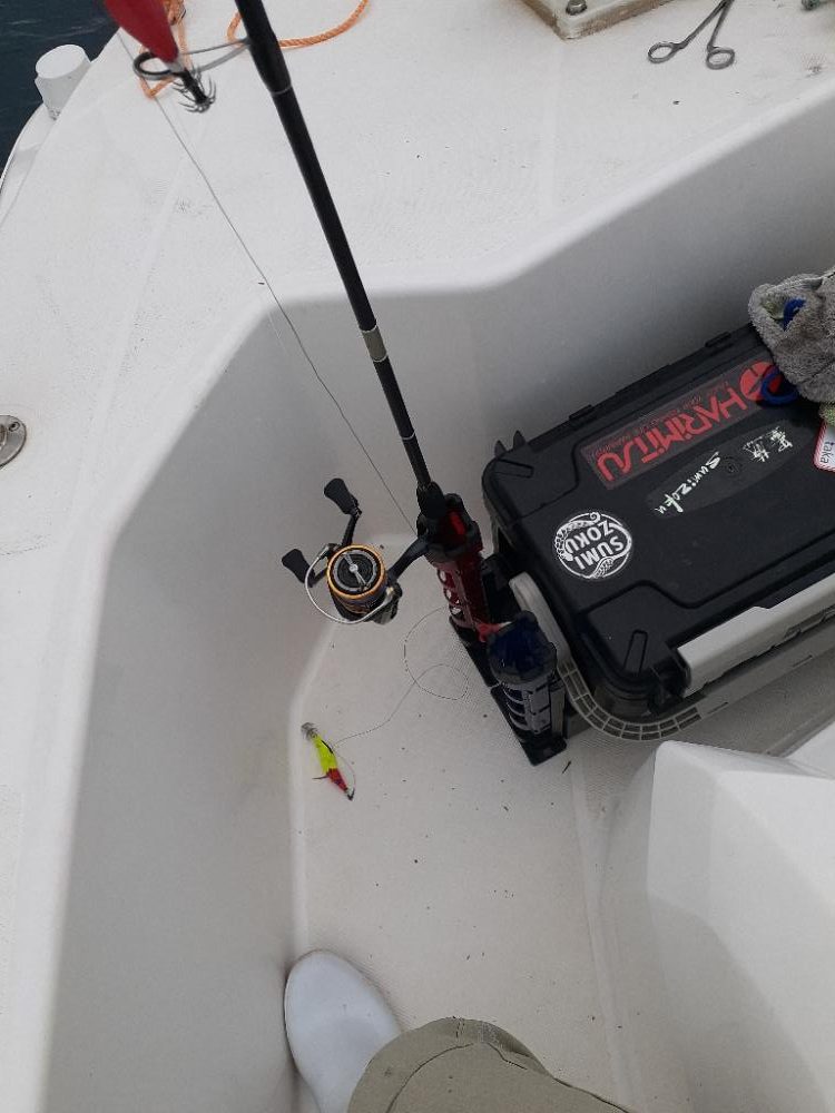 ケンサキイカ🦑