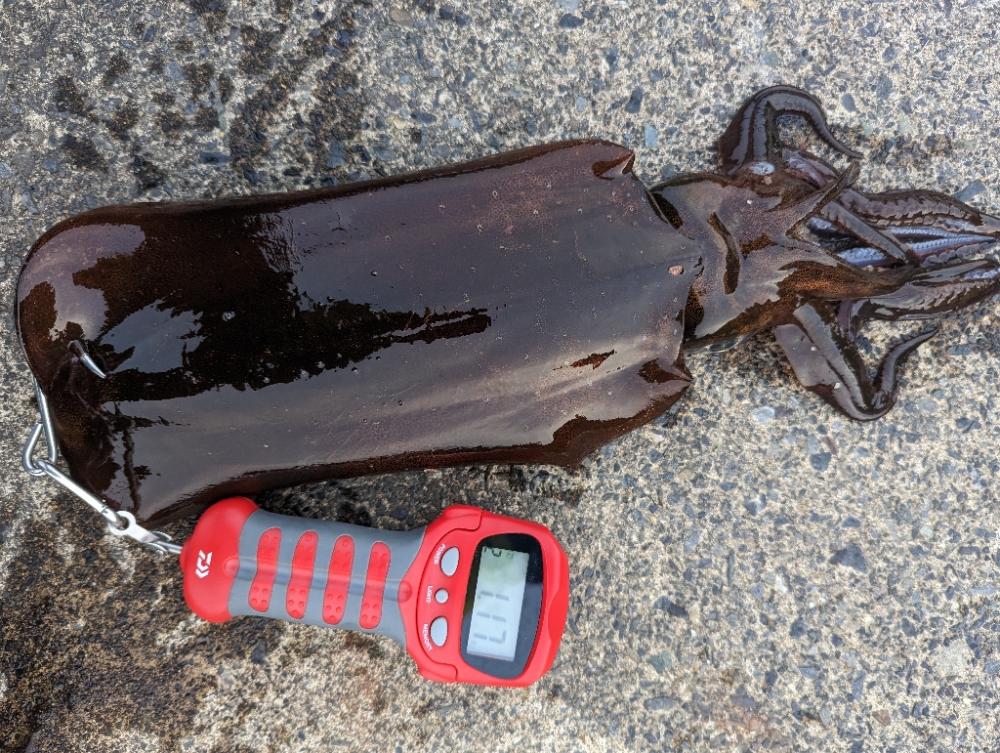 マズメにドンッ！