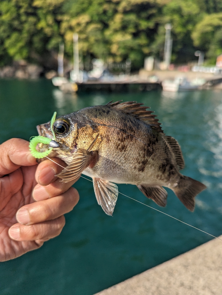 陸っぱり釣行記