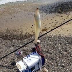 久々のキス釣り