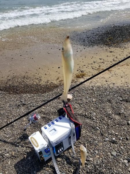 久々のキス釣り
