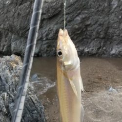 キス釣り～本番？