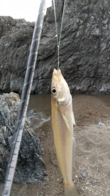 キス釣り～本番？