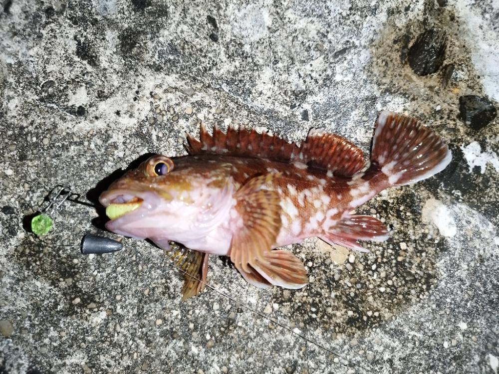 今期初アコウ連発も…