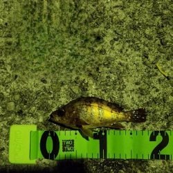 淡路島メバリング