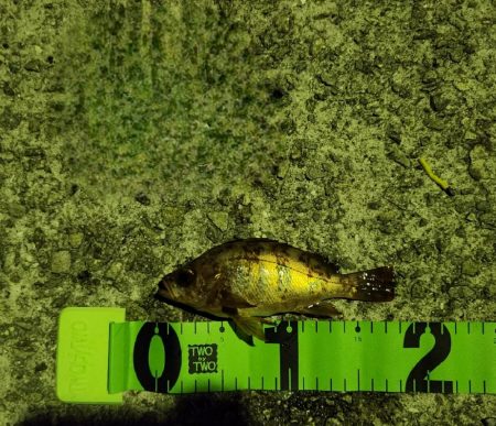 淡路島メバリング