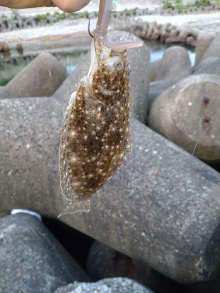 チラメ2枚とアナハゼ1匹