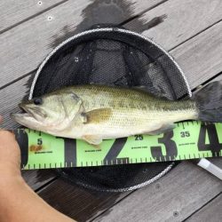 １年ぶりのブラックバス！