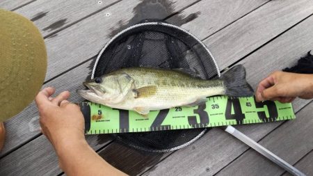 １年ぶりのブラックバス！