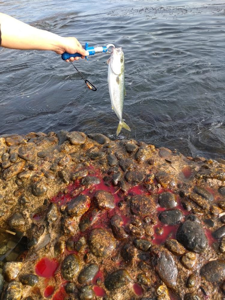 キジハタ1匹！フクラギ4匹！（お）