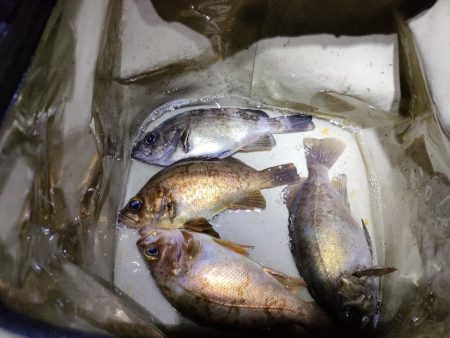 アジはいないがメバルは