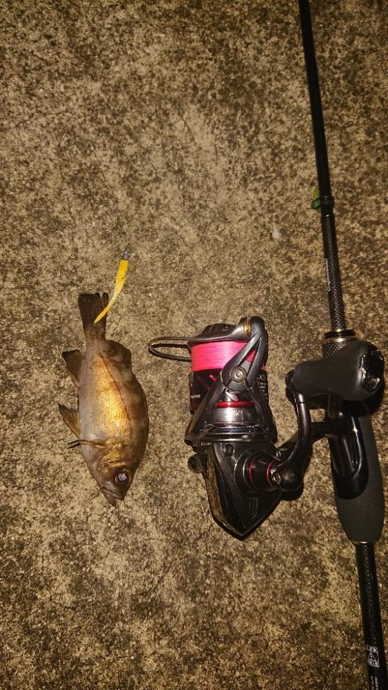 初めて釣りました