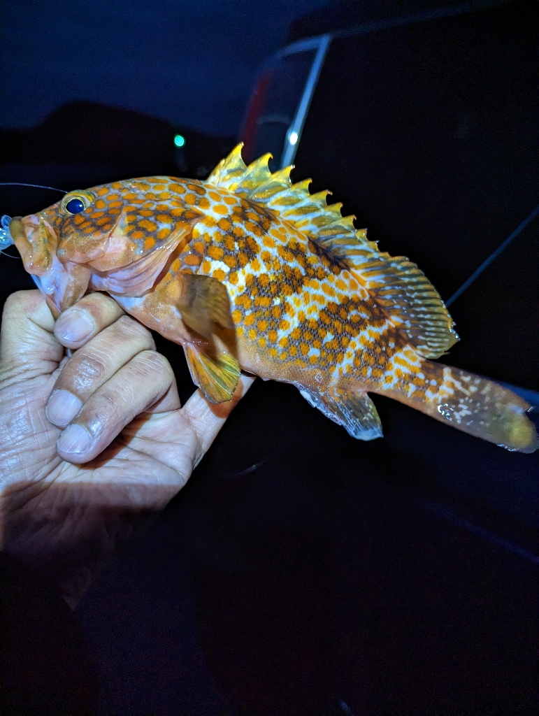 陸っぱり釣行記