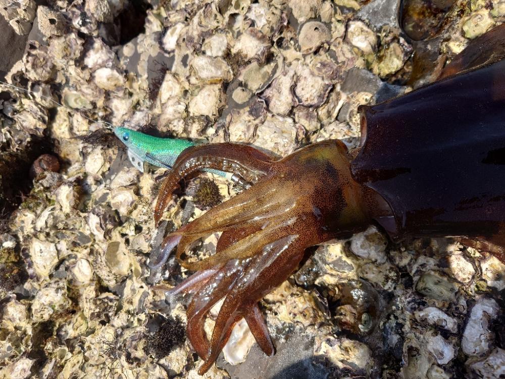 ピーカンエギングIN対馬