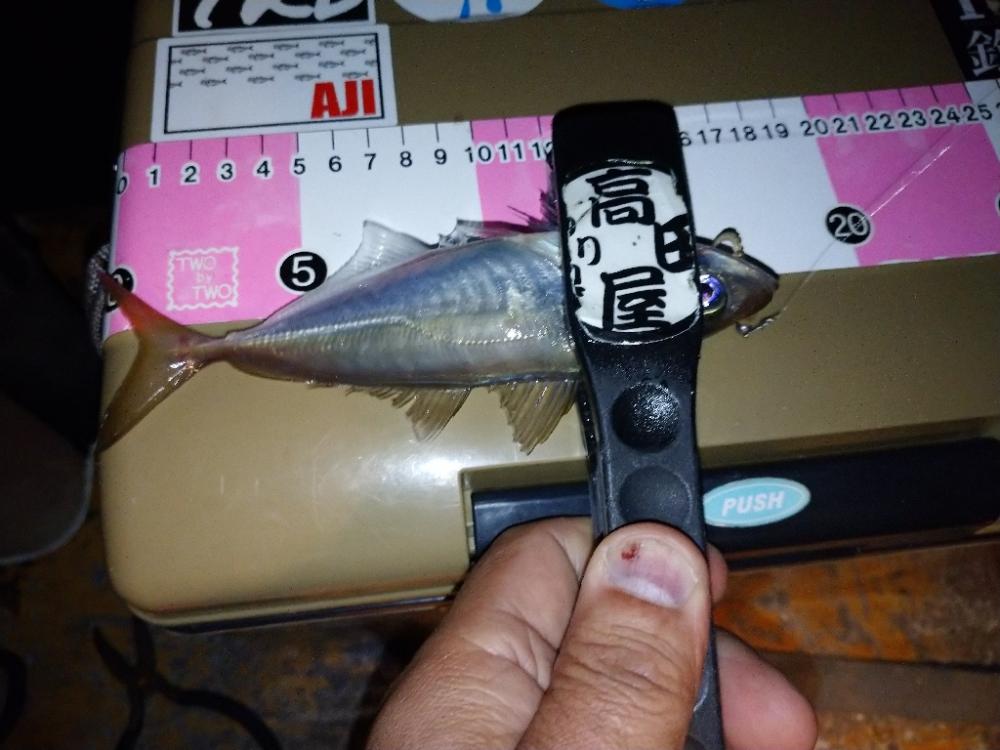 寒すぎアジング🥶