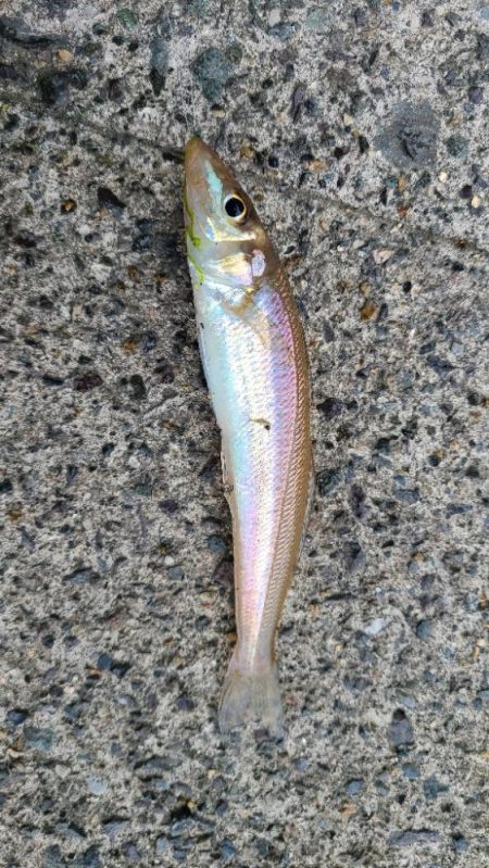 小物釣りで何とか5種目