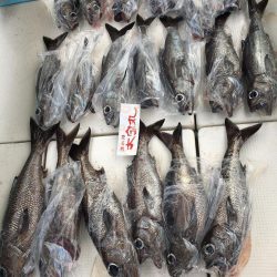 爆釣! 大ムツ クロムツ釣り! 駿河湾 中深海 大宝丸 スロージギングもOK