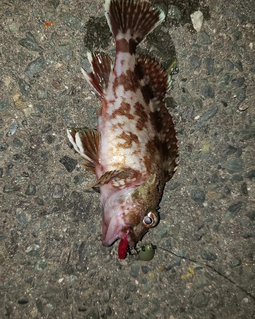 フリーリグやってみた。