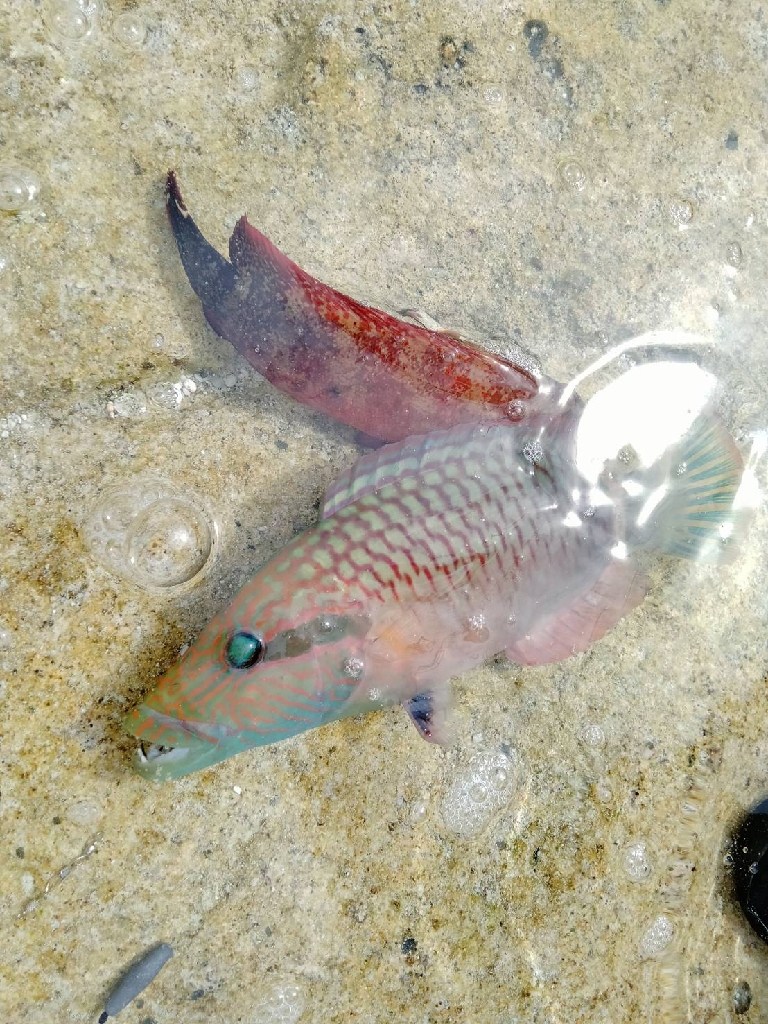 リーフでスプーンを投げまくる会