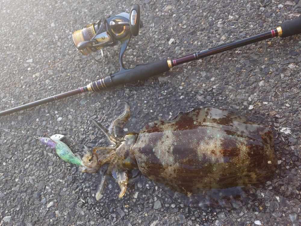 復調エギングIN対馬