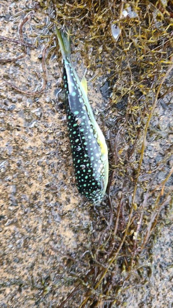 アコウの調査(ガッシーは好調)